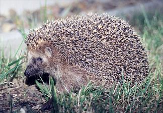Hedgehog.jpg