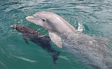 Dolphins.jpg