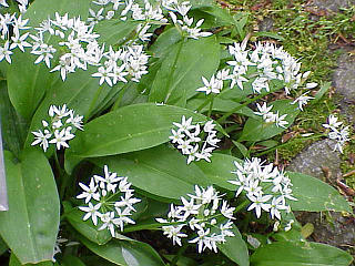Ramson.jpg