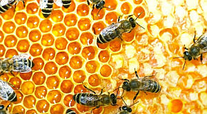 Bees.jpg